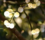 American Mistletoe